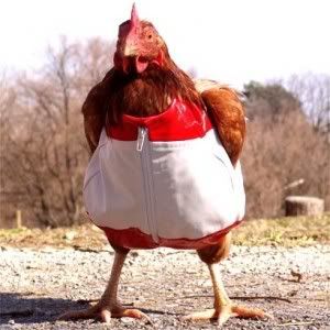 funny hen Pictures, Images and Photos