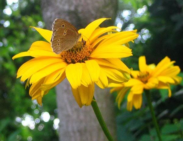 butterfly on flower photo: Butterfly vlinder.jpg
