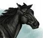 Black_Thoroughbred_by_Pro_Racer