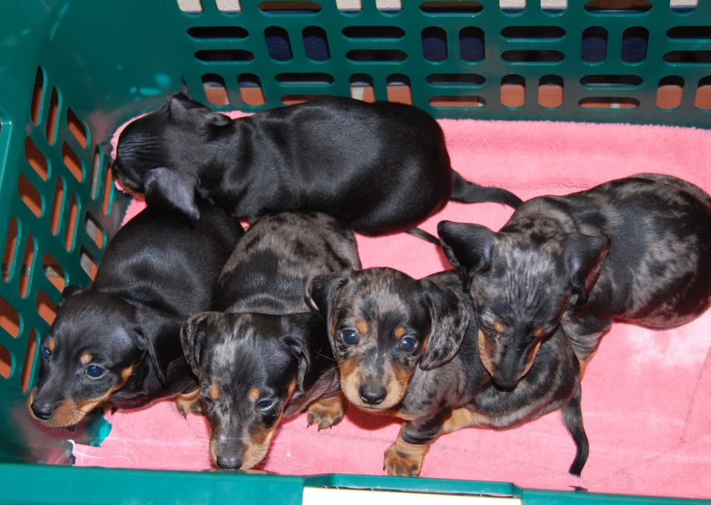 daschundpuppies0108.jpg Cute Little Puppies image by photolover534