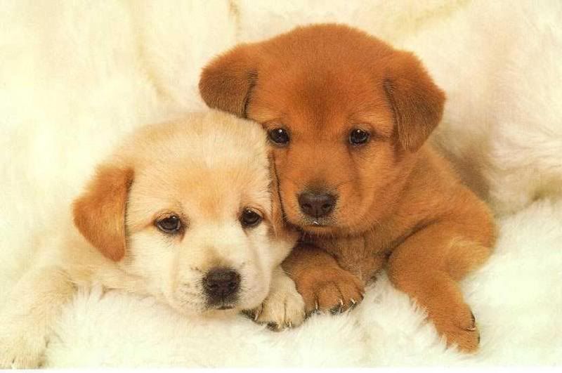 Cute Lil' Puppies Pictures, Images and Photos