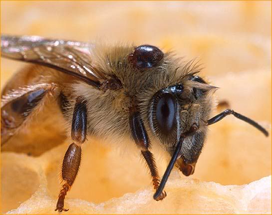 bee1.jpg