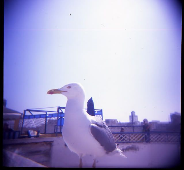 Seagull4.jpg
