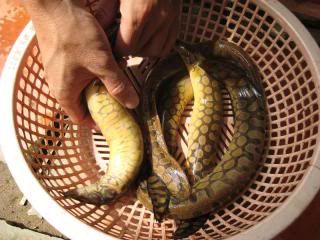 bạch tuộc nướng nè bà con...lai rai hôm 5-5 - 8