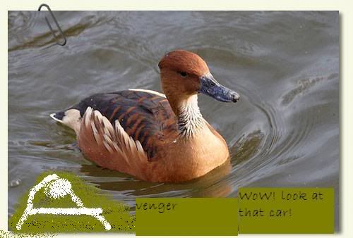 fulvous-whistling-duck.jpg