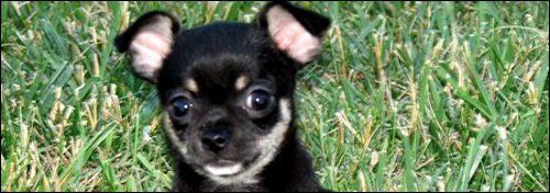 original_chihuahua.j_966_zps6ilof7gj.jpg