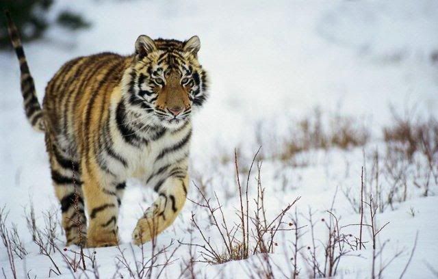 beautiful-nature-23_13.jpg