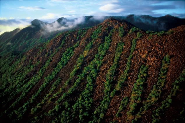 FlancdesZebraMountainsdansleKaokola.jpg