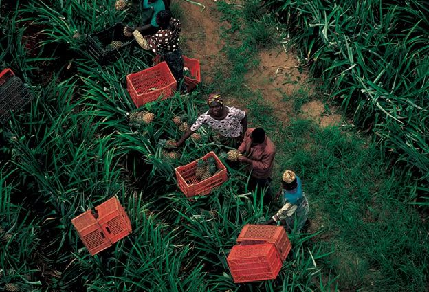 RcoltedananasAbidjanCte-dIvoire.jpg