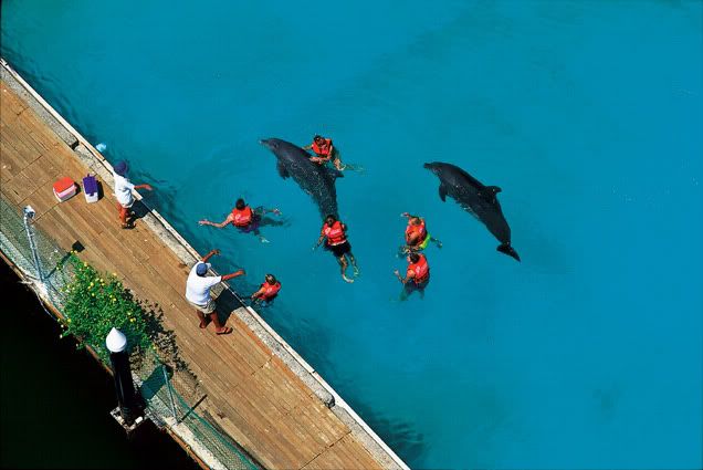 Vacanciersnageantaveclesdauphins-1.jpg