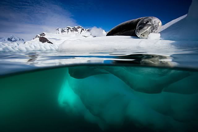 Arctic15.jpg