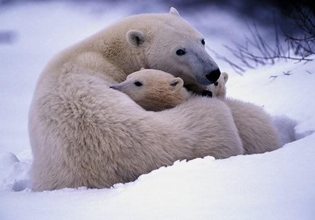 Arctic16.jpg