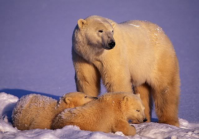 Arctic17.jpg