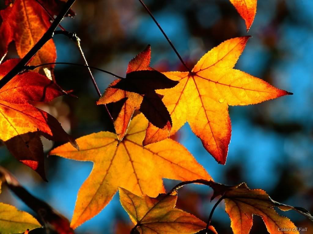 WebshotsWallpaper072.jpg