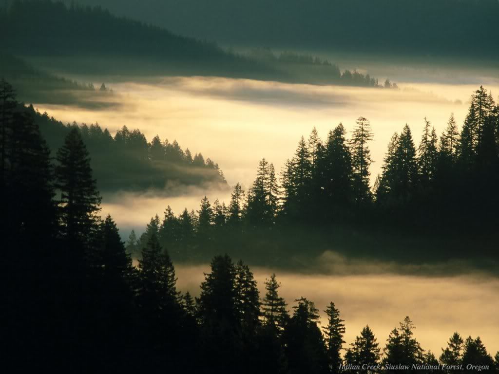 WebshotsWallpaper250.jpg