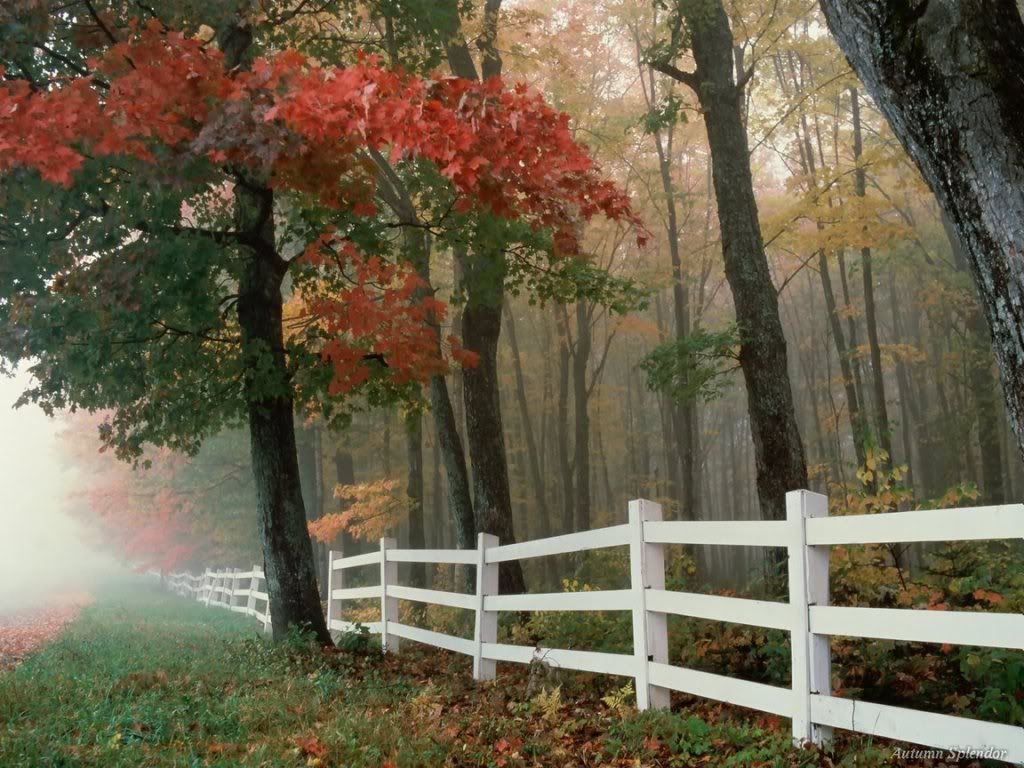 WebshotsWallpaper297.jpg
