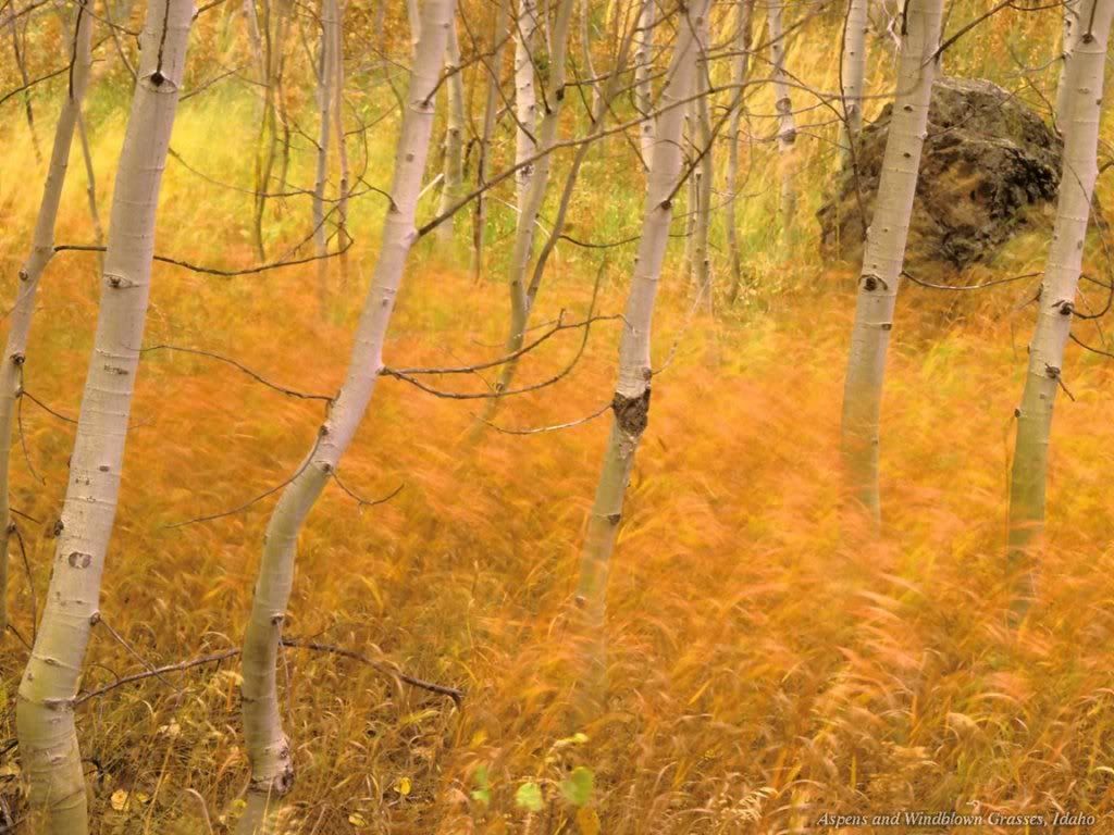 WebshotsWallpaper344.jpg