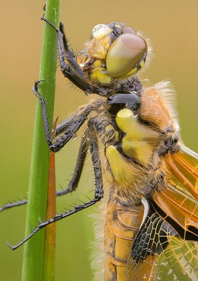 makro7.jpg