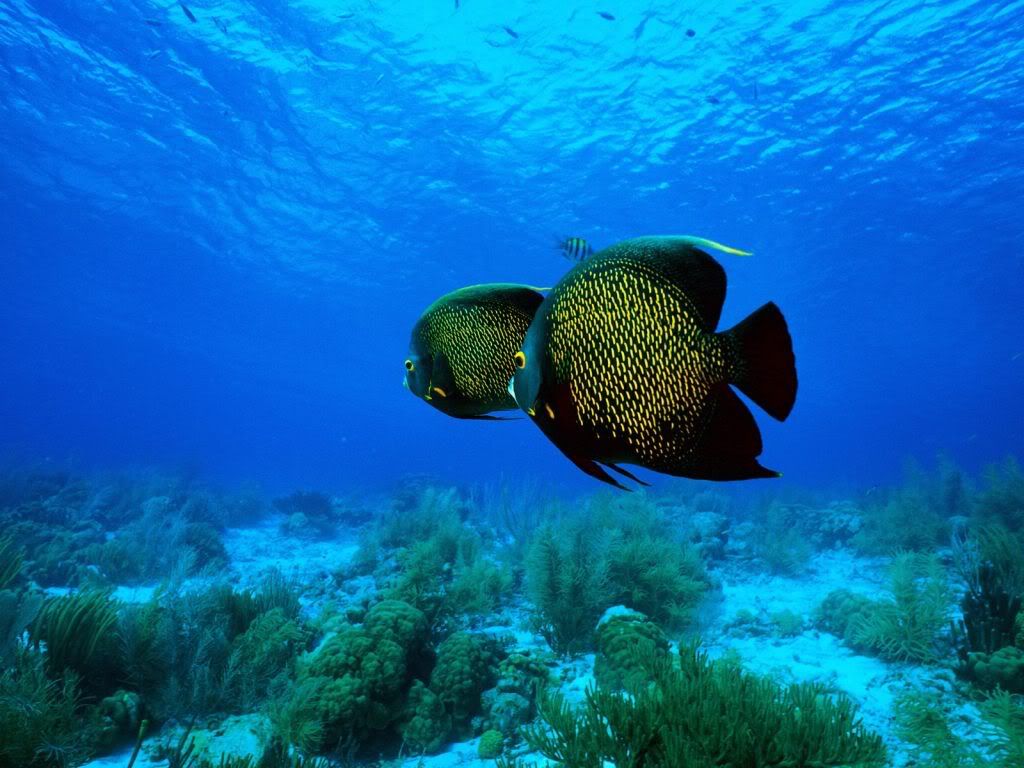 Angelfish.jpg