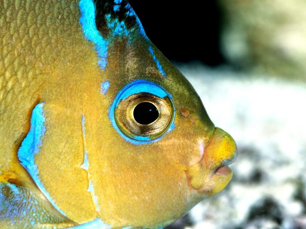 AtlanticBlueAngelfish.jpg
