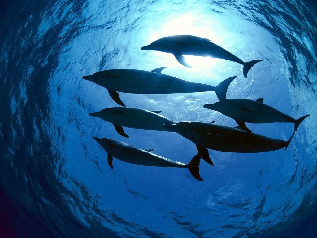 AtlanticSpottedDolphinsBahamas.jpg