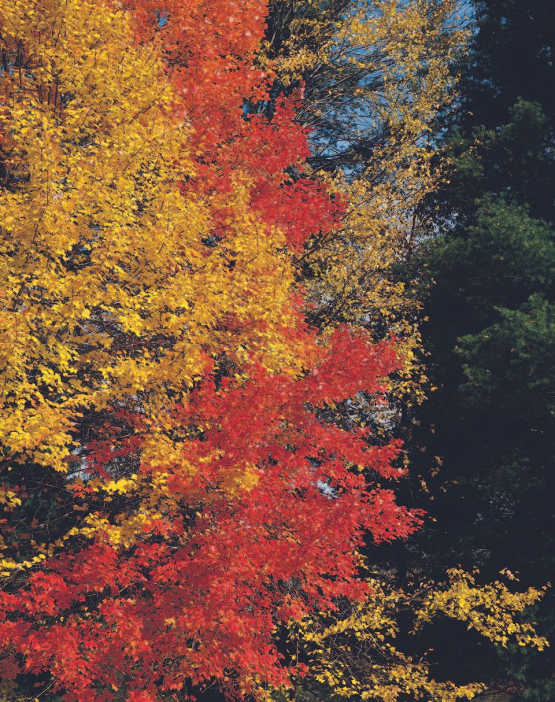 DSC-NatureLandscape109.jpg