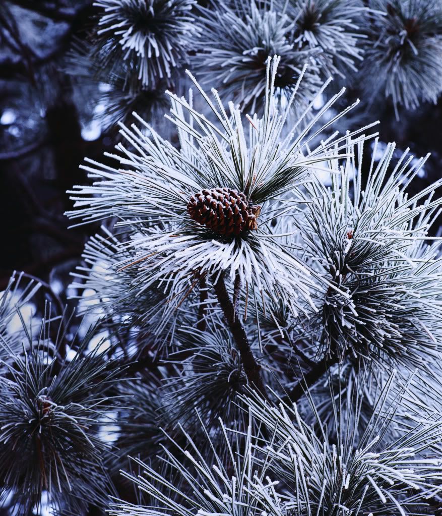 DSC-NatureLandscape45.jpg