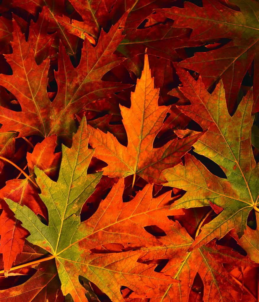 DSC-NatureLandscape47.jpg