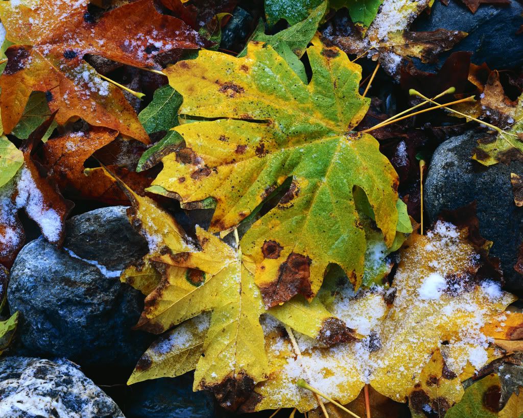 DSC-NatureLandscape48.jpg