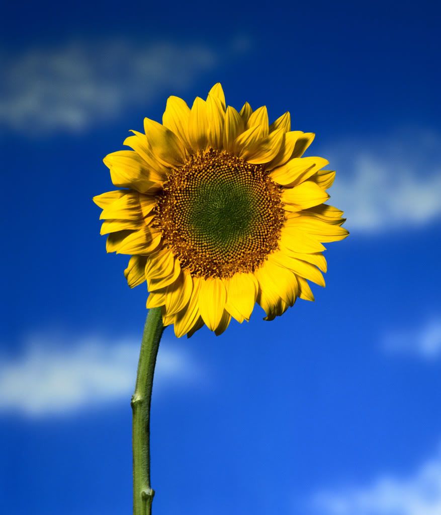 DSC-NatureLandscape57.jpg