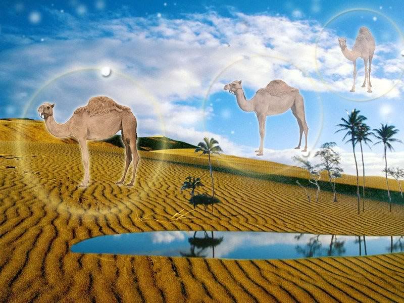 DesertOasis.jpg