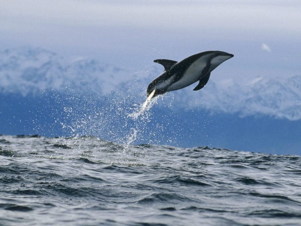 DuskyDolphinNewZealand.jpg