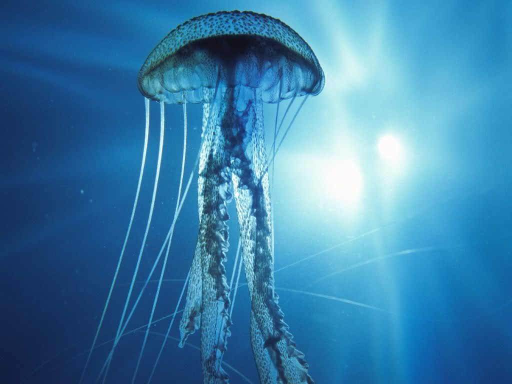 ElectricJellyfish.jpg