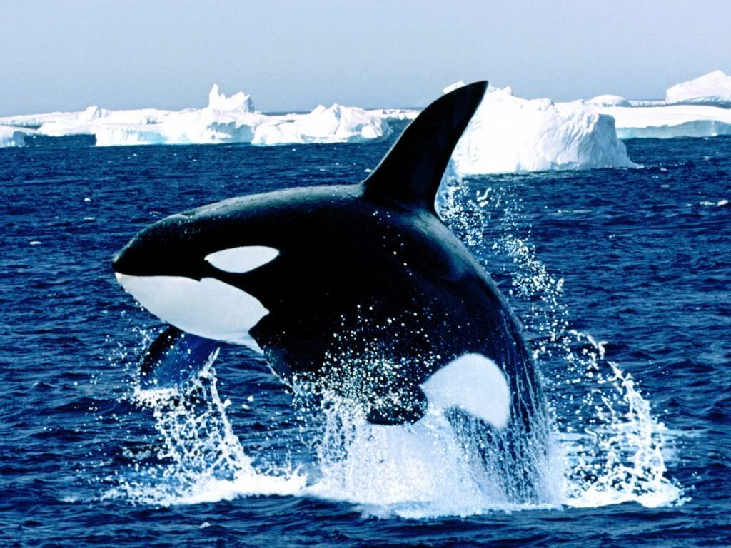 EmergingKillerWhale.jpg
