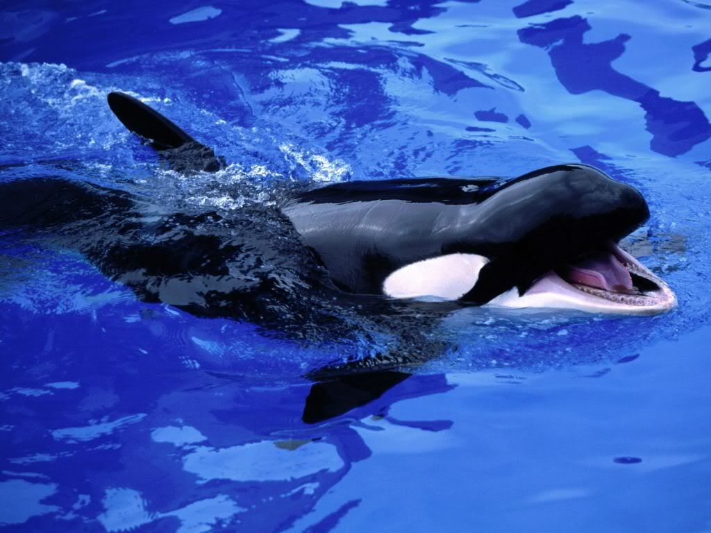 FeedMeKillerWhale.jpg