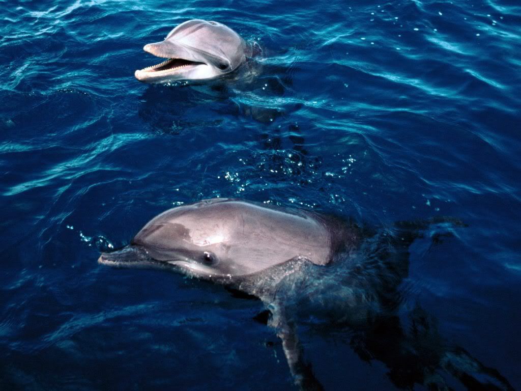 FrolickingDolphinsHonduras.jpg