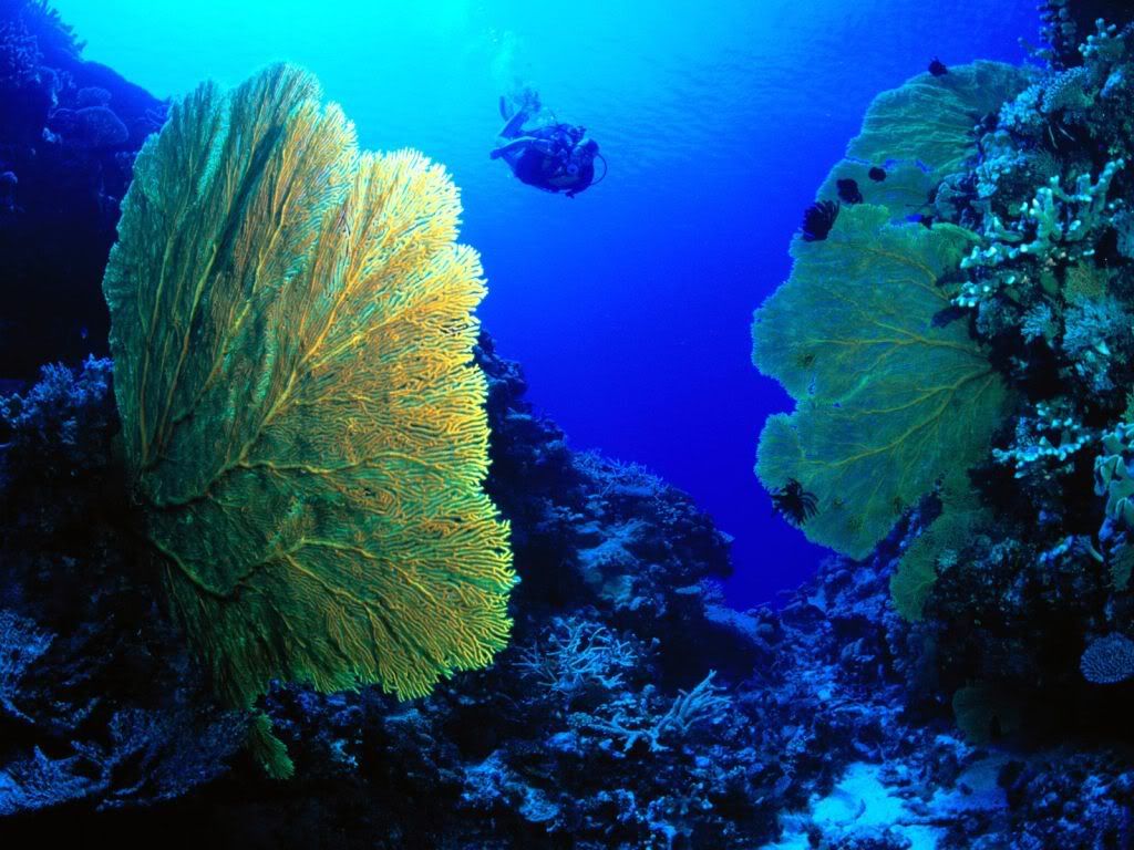 GorgonianFan.jpg