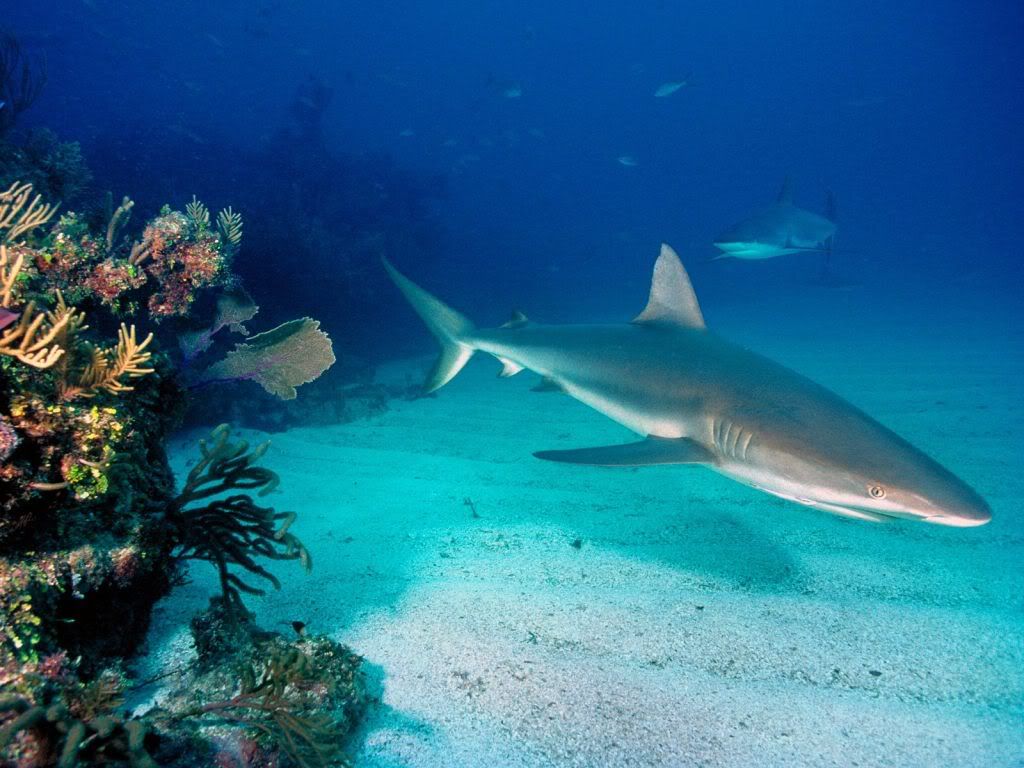 GrayReefSharks.jpg