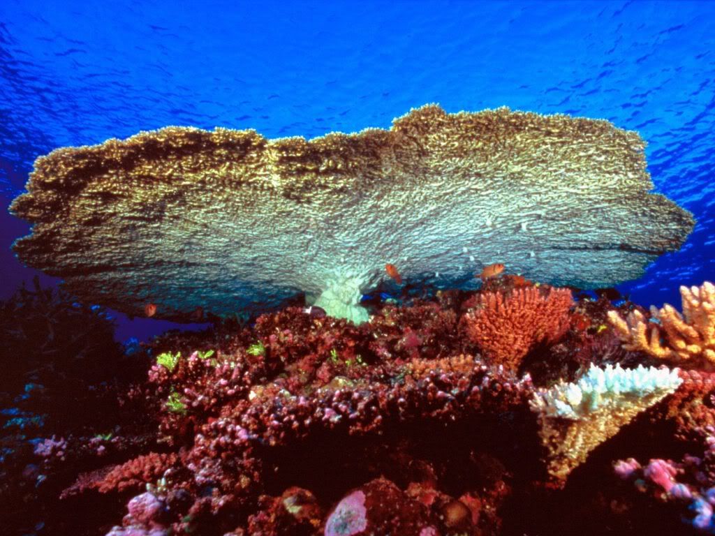 HugeTableCoral.jpg