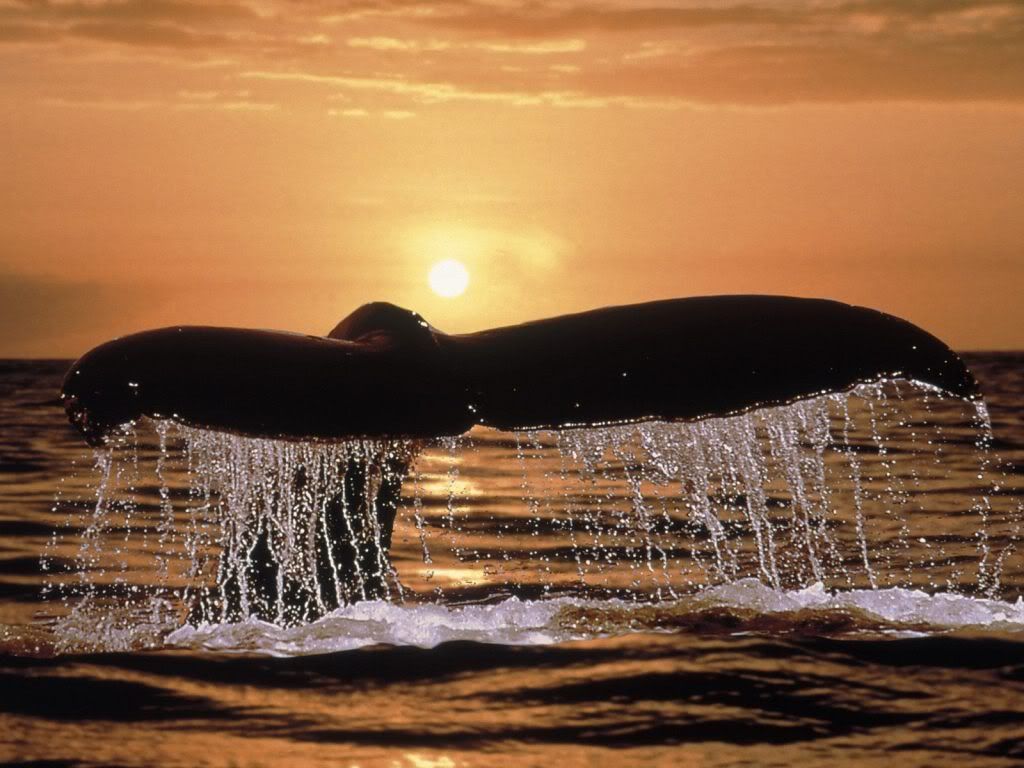 HumpbackWhaleTail.jpg