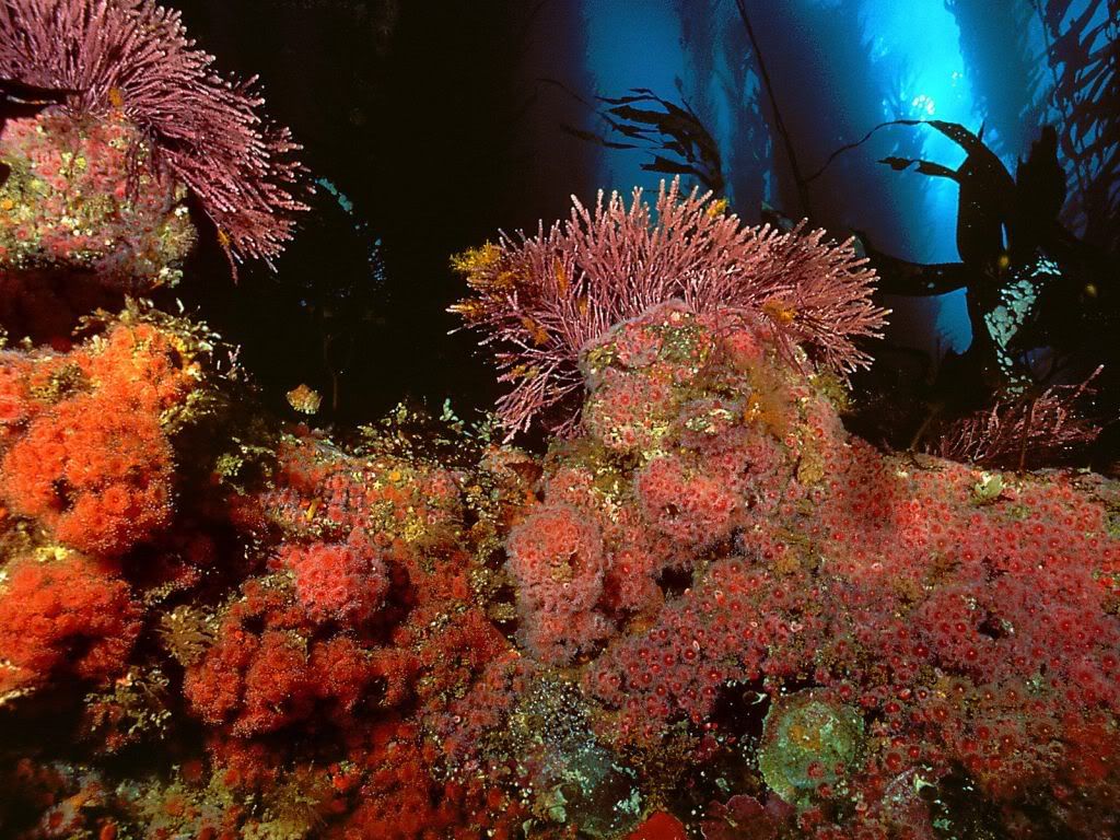 KelpForestSanMiguelIslandChannelIsl.jpg