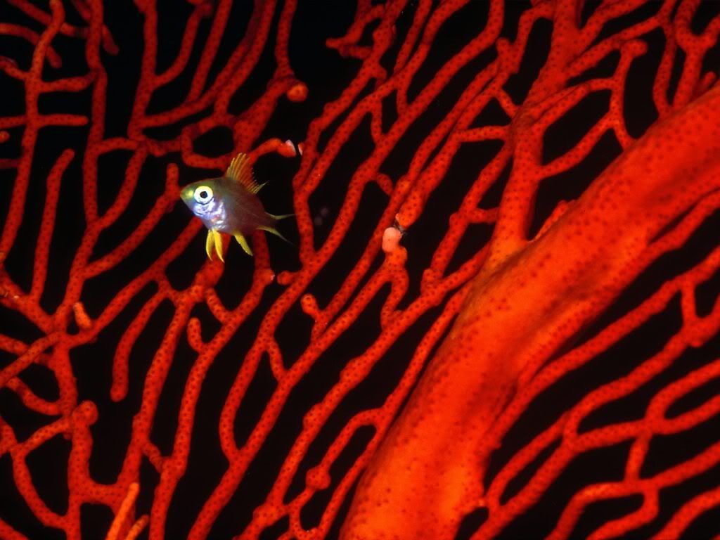 LemonDamselfish.jpg