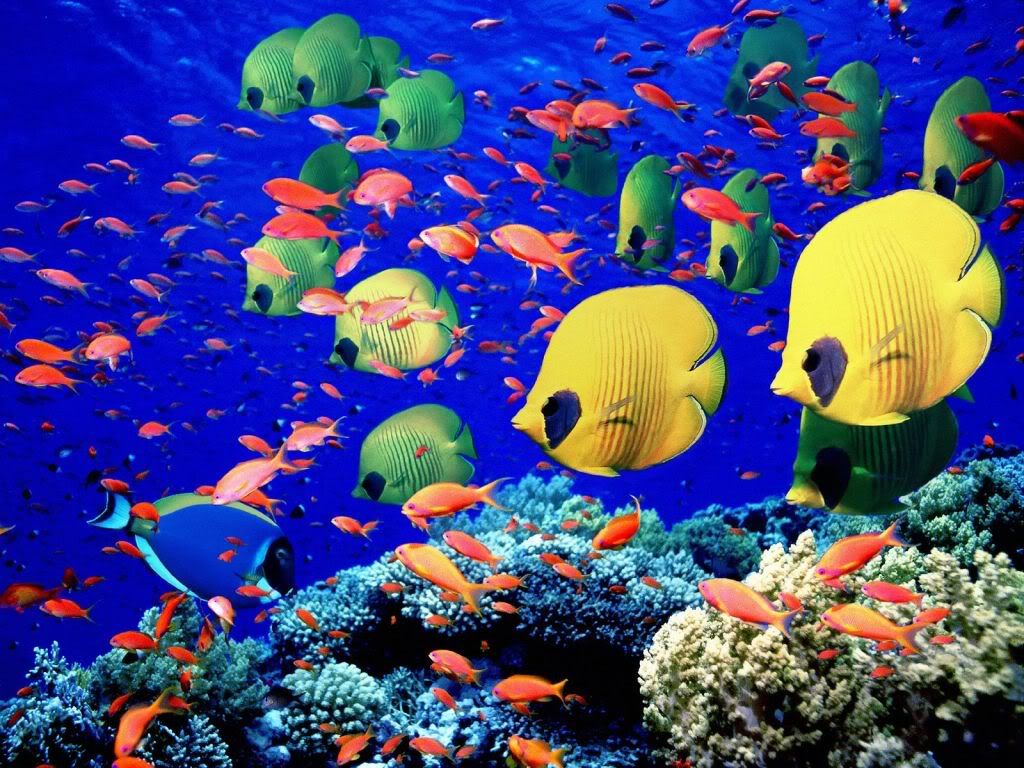 LifeBelowtheRedSeaEgypt.jpg