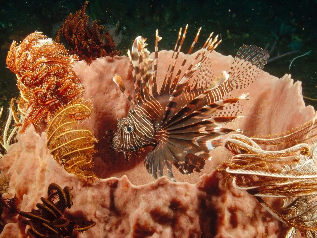 LionfishLurkingAmongFeatherStarCrin.jpg