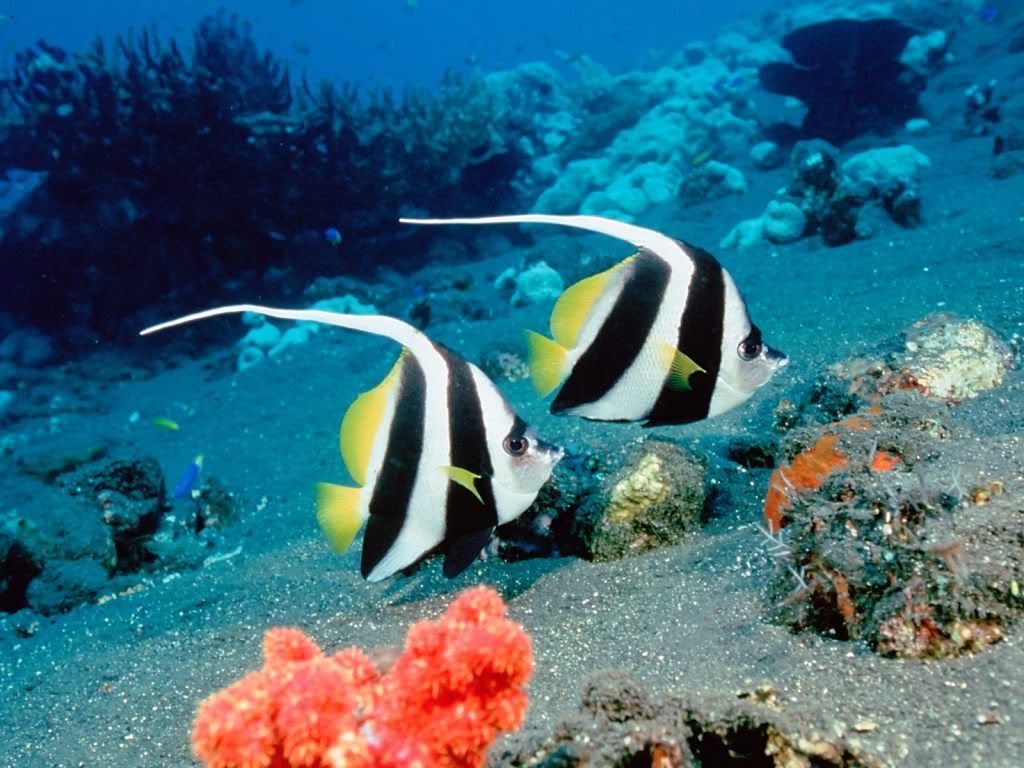 Long-FinBannerfishIndonesia.jpg