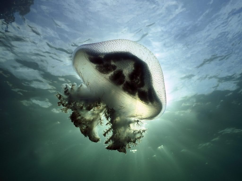 MauveStingerJellyfishEdithburgSouth.jpg