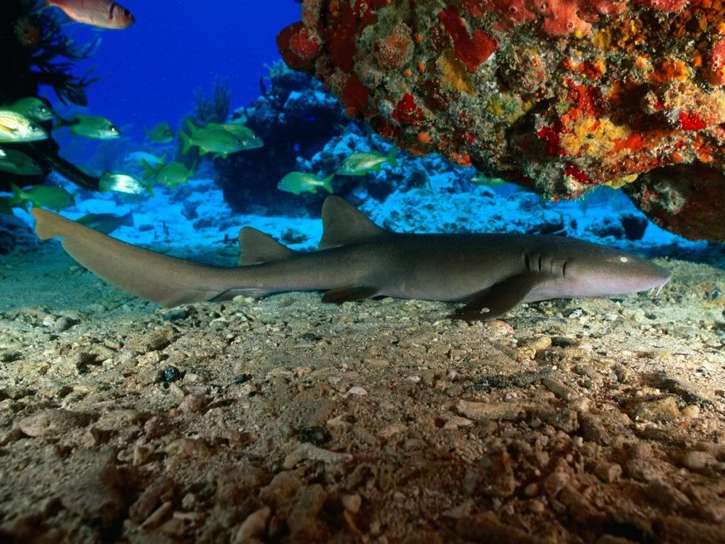 NurseSharkVirginIslands.jpg