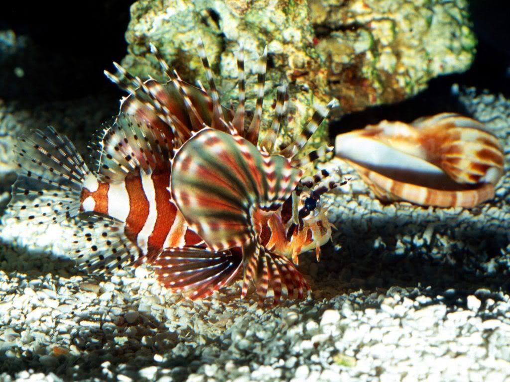 OnPatrolLionfish.jpg