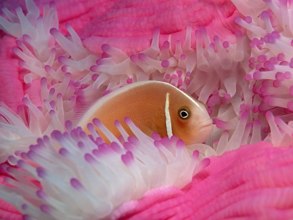 PinkAnemonefish.jpg