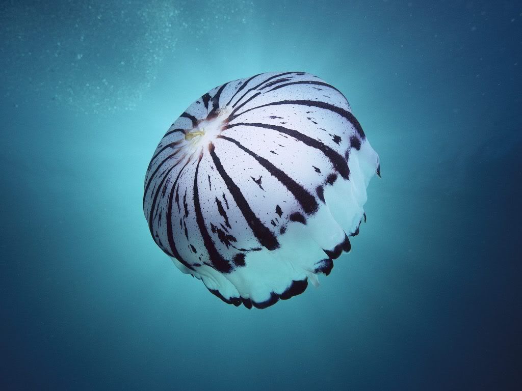 Purple-StripedJellyfishSouthernCali.jpg